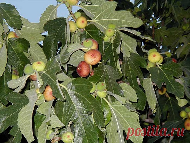 Выращивание инжира в средней полосе