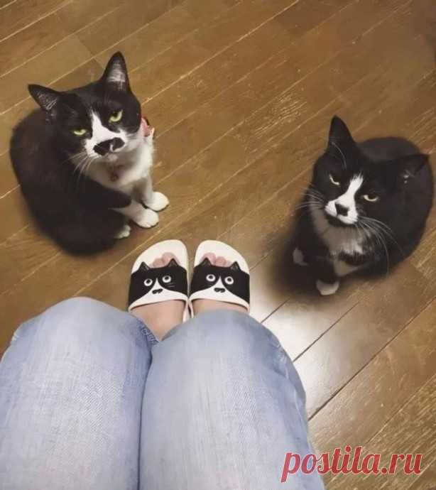 Котики, которые точно знают, кто хозяин в доме