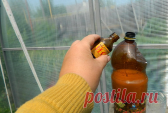 Одна капля йода, и вы не узнаете свой огород! Против фитофтороза, мучнистой росы и вредителей