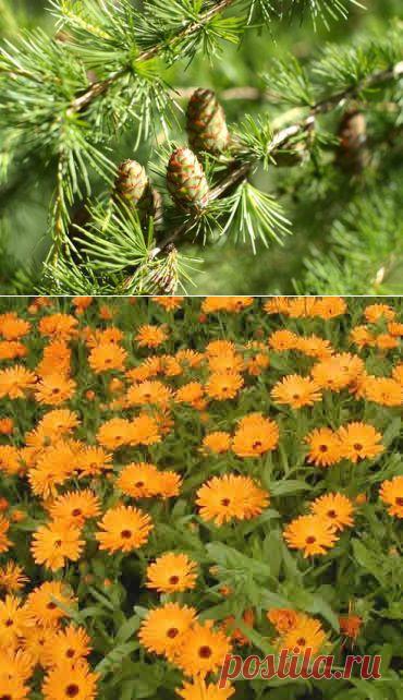 НАРОДНАЯ  МЕДИЦИНА, | Записи в рубрике НАРОДНАЯ  МЕДИЦИНА, | Дневник Tanyusha100