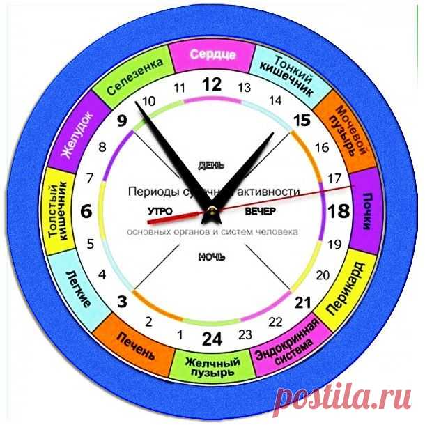 Гормональное расписание организма