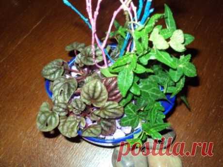 Микс в одном горшке - Все о комнатных растениях на flowersweb.info