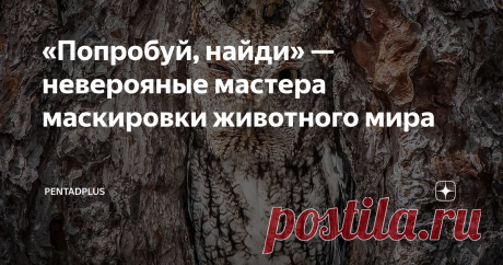 «Попробуй, найди» — неверояные мастера маскировки животного мира Очаровательные гении камуфляжа среди животных.