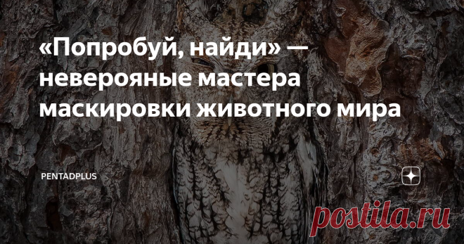 «Попробуй, найди» — неверояные мастера маскировки животного мира Очаровательные гении камуфляжа среди животных.