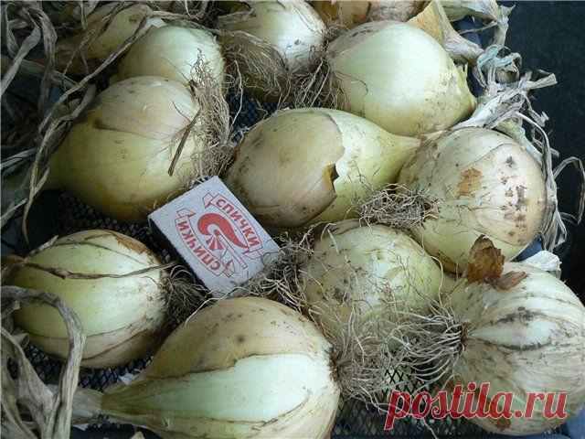 Сочный, сладкий лук Эксибишен. Выращивание.