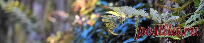 СОЛОД ИЗ ЯЧМЕНЯ