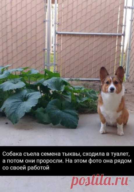 Собаки, на которых невозможно смотреть без смеха.
