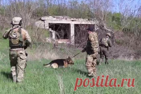 В заброшенном доме под Мелитополем нашли тайник с оружием и формой ВСУ. Схрон обнаружен с помощью служебных собак, боеприпасы были спрятаны за кирпичной кладкой.
