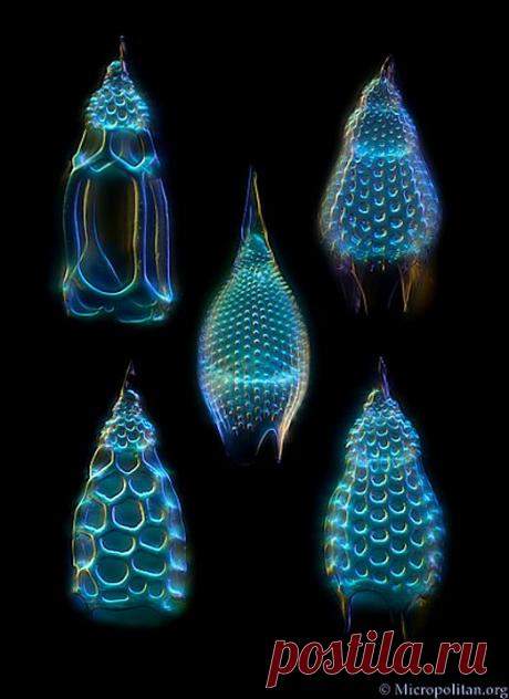 Pinterest