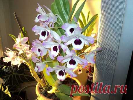 Дендробиум благородный (нобиле): рекомендации по уходу | flori-da.ru