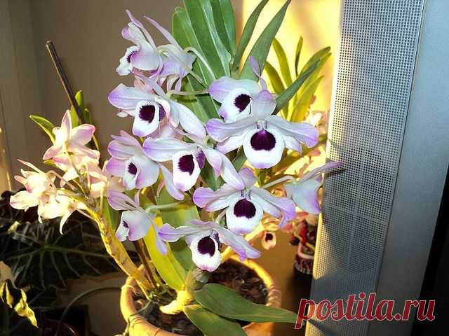 Дендробиум благородный (нобиле): рекомендации по уходу | flori-da.ru