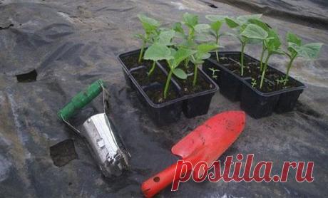 Как и на каком расстоянии нужно сажать огурцы в теплице и открытом грунте, схемы