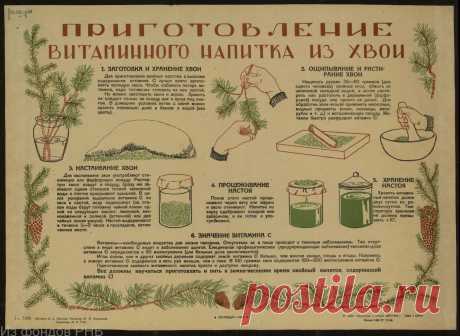 Приготовление витаминного напитка из хвои (плакат Лениздат1943 год)