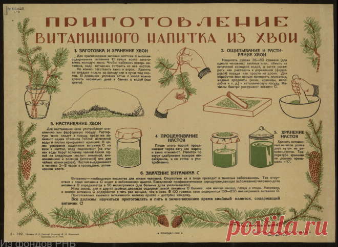 Приготовление витаминного напитка из хвои (плакат Лениздат1943 год)