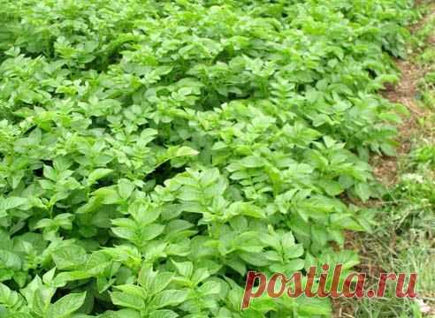 Картофель: посадка и выращивание | Поехали в сад!