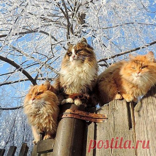 Колония Котов Котофеичей под Барнаулом