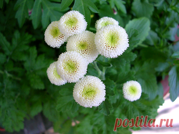 Эскулап: Пиретрум девичий - противовоспалительное растение