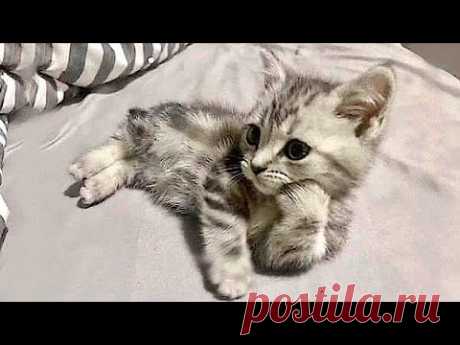 Я РЖАЛ ДО СЛЕЗ 😹 СМЕШНЫЕ КОШКИ И СОБАКИ | СМЕШНЫЕ ЖИВОТНЫЕ 2023 😹 ЛУЧШИЕ ПРИКОЛЫ #57