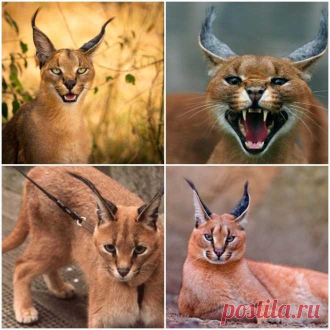 Кошки, похожие на рысь: 47 фото, дикие, гибриды, домашние