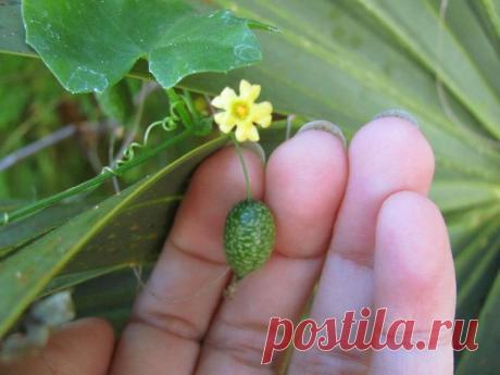 Мелотрия — африканский мини-огурец с русским акцентом