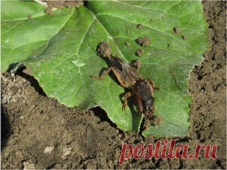 8 СПОСОБОВ ИЗБАВИТЬСЯ ОТ МЕДВЕДКИ

- Самый лучший способ борьбы с этим насекомым – это пригласить на заряженный участок крота :). Тем более, что среда обитания у обоих схожая – оба любят легкий, мягкий грунт, а медведка для крота является лакомством.

- В заражённых медведкой районах нельзя проводить подкормку растений свежим коровяком - он привлечёт вредителя со всей округи. Разведённый птичий помёт, наоборот, отпугивает медведку (нужно поливать настоем куриного помёта зе...