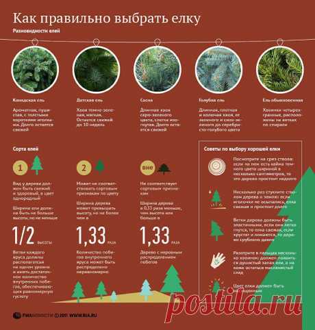 Как правильно выбрать елку
