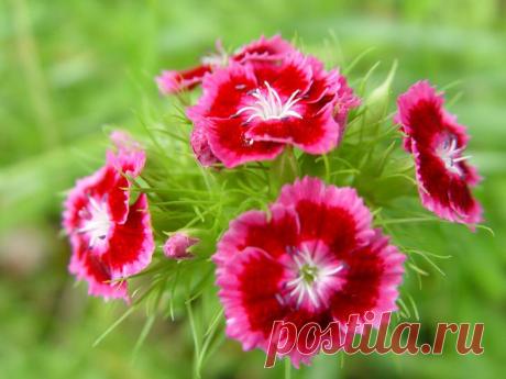 Гвоздика травянка многолетняя: посадка и уход, фото Гвоздика всегда была для нас символом Победы, мы привыкли видеть ее на поздравительных открытках. И в то же время она – один из самых любимых садовых цветков, украшающих клумбы на приусадебных участка...