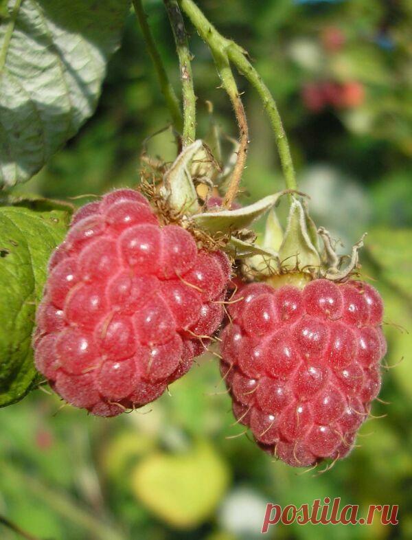 В саду | Хозяин и Хозяюшка