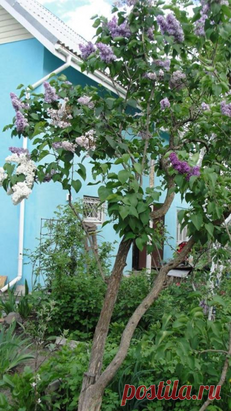 Что делать, если места в саду мало, любишь сирень, но не устраивает, что она цветет пару недель в году, а все остальное время занимает место? Привить нужные разновидности на один куст. На фотке плохо видно, но это одно дерево с тремя сортами разного цвета, сроков цветения и степенью махровости. Кстати, кто хочет научиться прививать, начните с сирени, на ней легче всего.