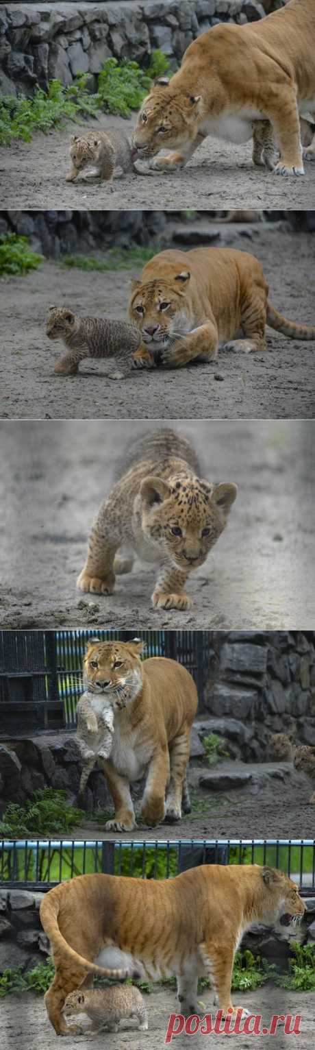 &amp;raquo; Малыши лилигрята в Новосибирском зоопарке Это интересно!