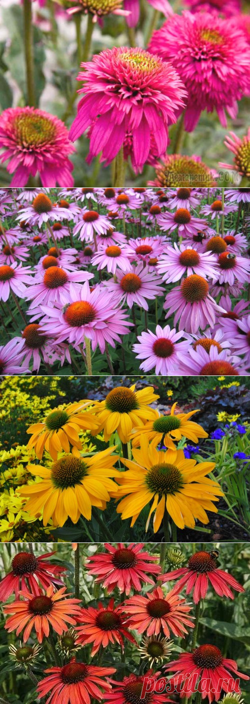 Эхинацея: выращивание из семян