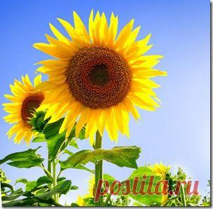 Лечебные свойства подсолнечника | За городом