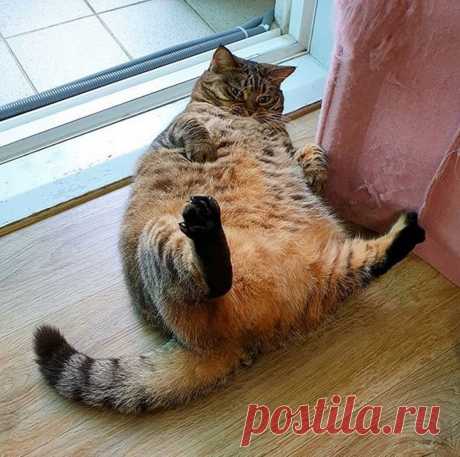 Забавные фото котов для хорошего настроения. Улыбнитесь! )) | Мечтательная кошка | Яндекс Дзен