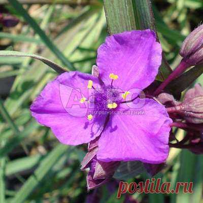 Традесканция Андерсона Red Grape - Саженцы многолетних цветов и рассады в Москве и МО