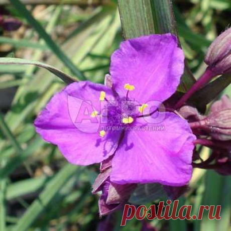 Традесканция Андерсона Red Grape - Саженцы многолетних цветов и рассады в Москве и МО