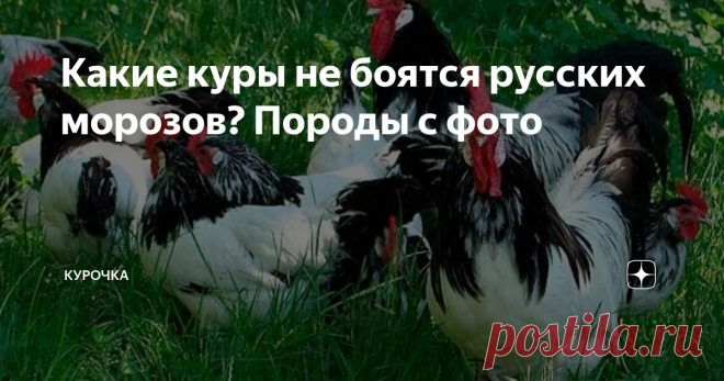 Какие куры не боятся русских морозов? Породы с фото Добрый день, опытные и начинающие птицеводы! В силу климатических особенностей в РФ зимнее содержание кур сопряжено с большими трудностями, чем в западноевропейском птицеводстве. Поэтому успех разведения пернатых во многом зависит от особенностей оснастки птичника, где лучше себя чувствуют морозостойкие породы кур несушек. Об этом мы сегодня и поговорим.
Начинаем сказ о морозостойких породах кур д