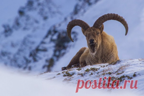 «Добраться до зимующих туров непросто — они совершенно не меняют места обитания и остаются зимовать высоко в горах. Мороз и ветер не сильно их беспокоит, а ледяная борода с примерзшим кусочком лишайника ничуть не мешает отдыхать, лежа на снегу и камнях в двадцатиградусный мороз», – рассказывает автор фото Александр Перевозов: