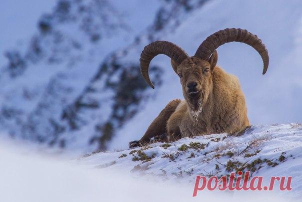 «Добраться до зимующих туров непросто — они совершенно не меняют места обитания и остаются зимовать высоко в горах. Мороз и ветер не сильно их беспокоит, а ледяная борода с примерзшим кусочком лишайника ничуть не мешает отдыхать, лежа на снегу и камнях в двадцатиградусный мороз», – рассказывает автор фото Александр Перевозов: