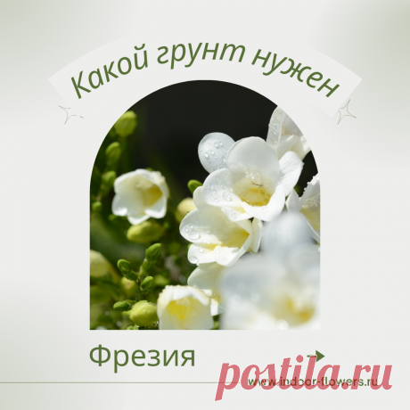 Фрезия. Какой грунт нужен? Интересуетесь Фрезия. Какой грунт нужен? ? Узнайте о разнообразных представителях этого вида, их уникальных особенностях и преимуществах. Получите полезные советы по уходу за Фрезия. Какой грунт нужен? в домашних условиях, включая требования к освещению, поливу, температуре и влажности.
