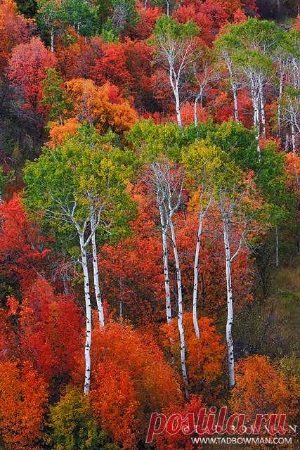 Eye Candy This Idaho photograph depicts a variety of fall colors with aspens, maple trees, and scrub oak in the Caribou-Targhee National Forest  www.tadbowman.com