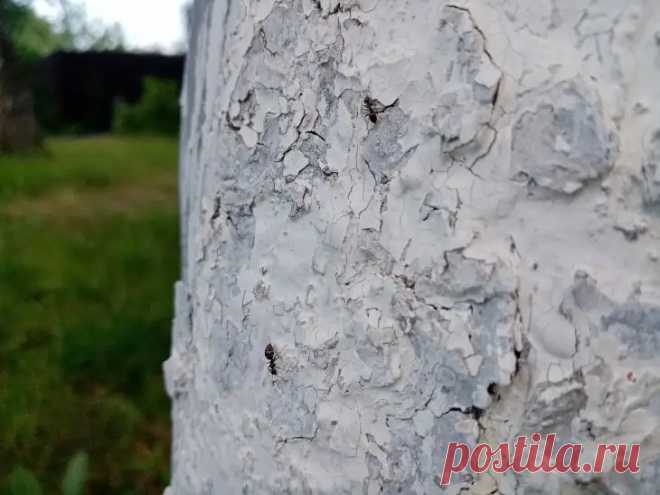 Зачем поливать деревья осенью: миф или необходимость перед зимой. Насыщенная водой земля промерзает медленнее и на меньшую глубину.