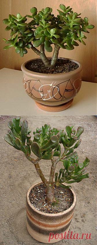 Крассула или Денежное дерево.Описание, виды и уход за крассулой.