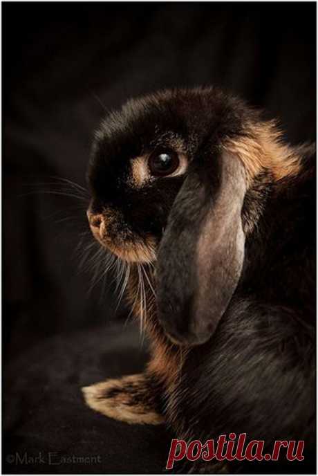 Pin by Lindsey Watts on cute n fluffy