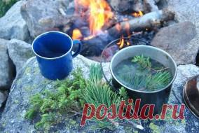 Таежный чай из хвои и еще 4 рецепта целебного напитка. Colors.life