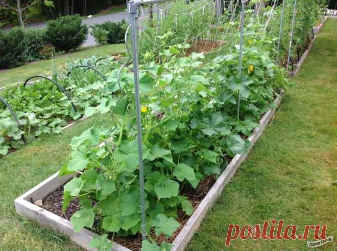 ЧТО ЛЮБЯТ ОГУРЦЫ 