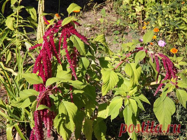 Амарант для Льва | Астропропаганда | Яндекс Дзен
Автор статьи: астролог Нина Стрелкова. Амарант – мощное выносливое растение с яркими красными, желтыми, розовыми, фиолетовыми или пестрыми цветами, собранными в длинные жесткие соцветия. Самый скромный представитель амарантов огородный сорняк щирица, зато декоративные его виды впечатляют своим царственным обликом. У некоторых видов амаранта не только цветы, но и стебель, и листья красного, пурпурного или фиолетового цвета, а в высоту растение...