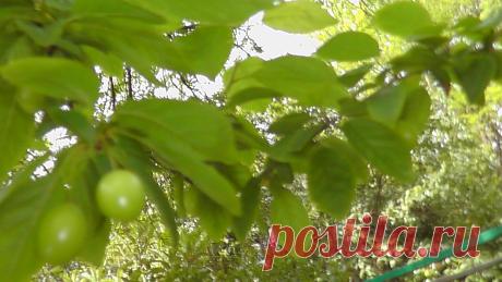 Грецкий орех
