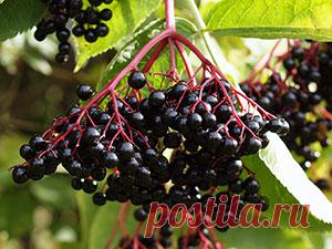 Растение бузина – посадка и уход в саду; фото бузины, выращивание черной и красной бузины в саду, черная бузина – свойства и противопоказания