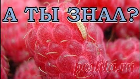 Что делать, чтобы на малине не было червей?