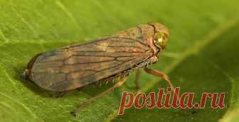 Цикадка слюнявка-пенница: описание, фото и методы борьбы Цикадка пенница слюнявая, вредитель из отряда равнокрылых. С удовольствием поедает личинка цикадки как культурные, так и дикорастущие культуры.